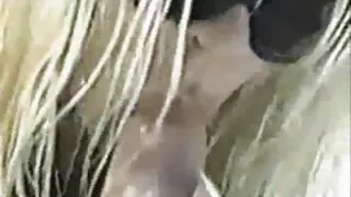 سيليكون وقحة الملاعين مع حبيب الجار ، إغواء ثدييها الخصبة. العائله القذره افلام سكسيه